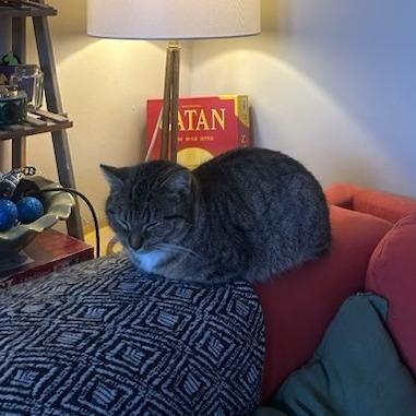 Snapple, a Adoptable Domestic Short Hair in Fairfax Station, VA image 1/3