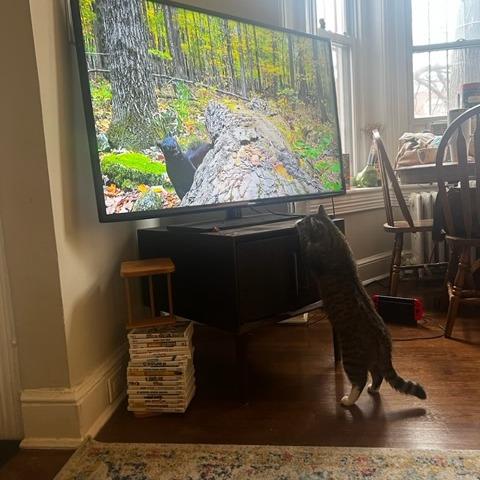 Snapple, a Adoptable Domestic Short Hair in Fairfax Station, VA image 2/3