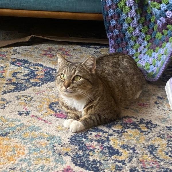 Snapple, a Adoptable Domestic Short Hair in Fairfax Station, VA image 3/3