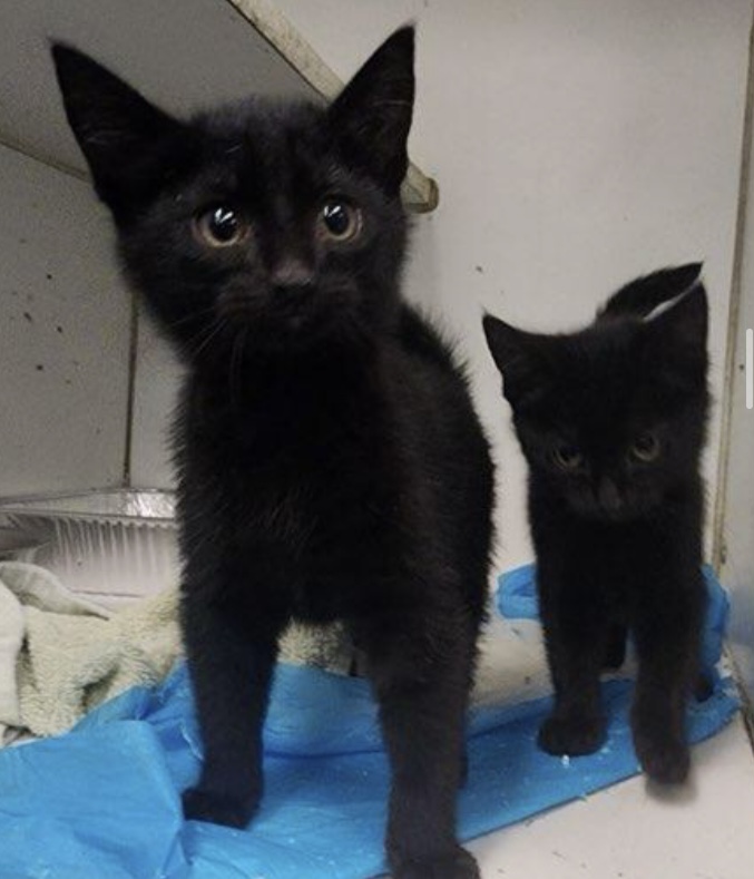 Cat for adoption Salem, an American Shorthair in Parma, OH Petfinder