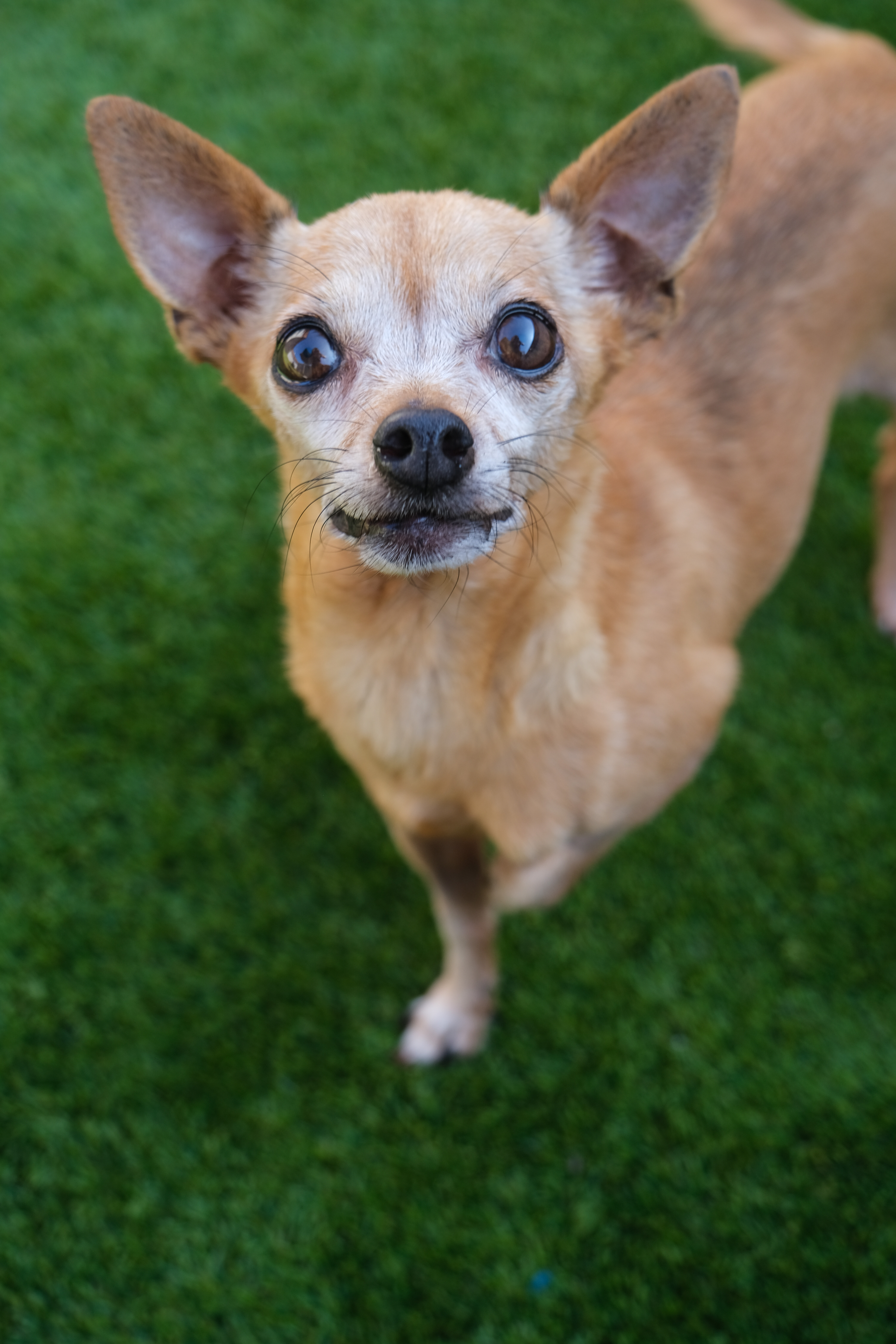 Enlarge Brooke, an adoptable Chihuahua in Newport Beach, CA image 1/5