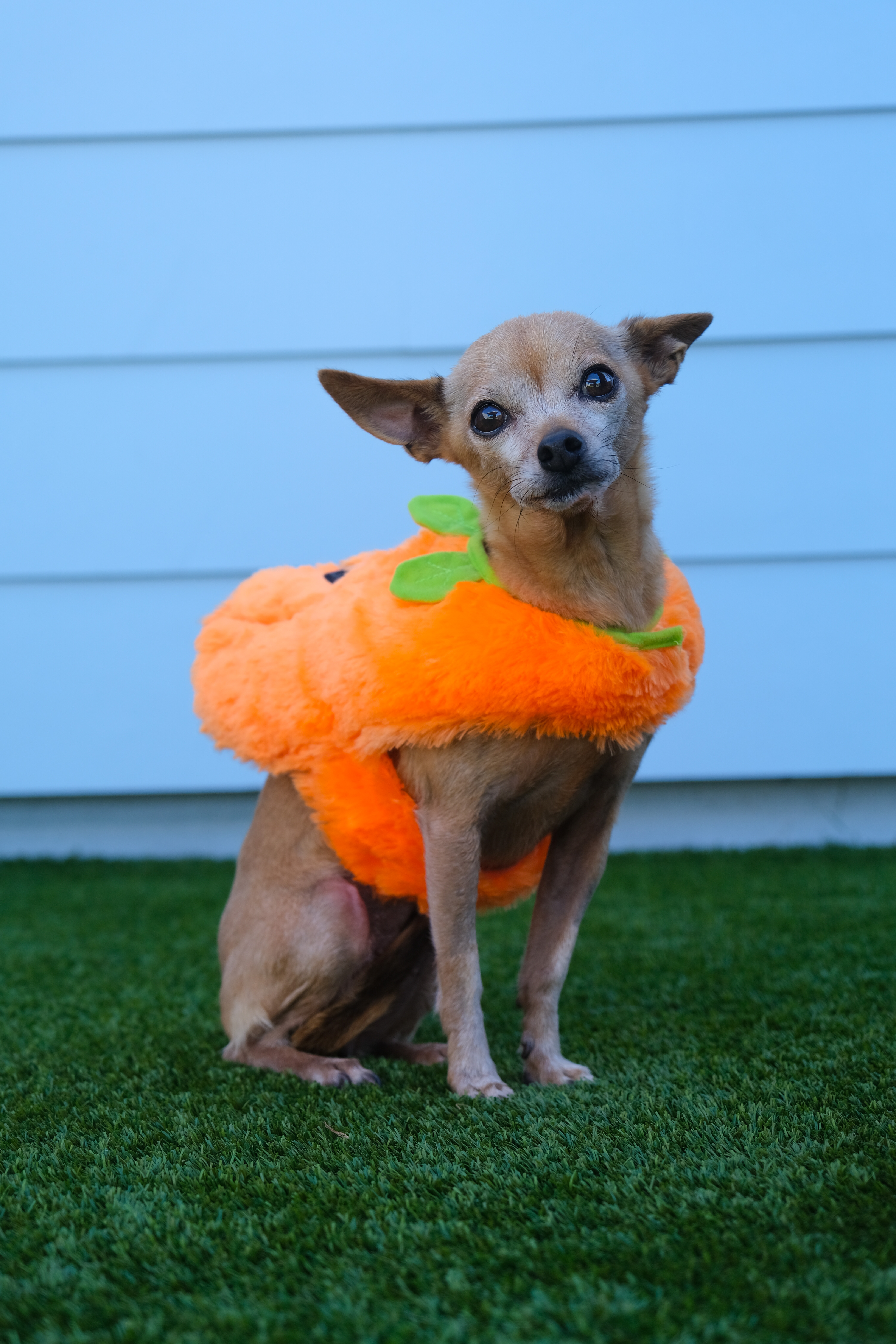 Enlarge Brooke, an adoptable Chihuahua in Newport Beach, CA image 2/5