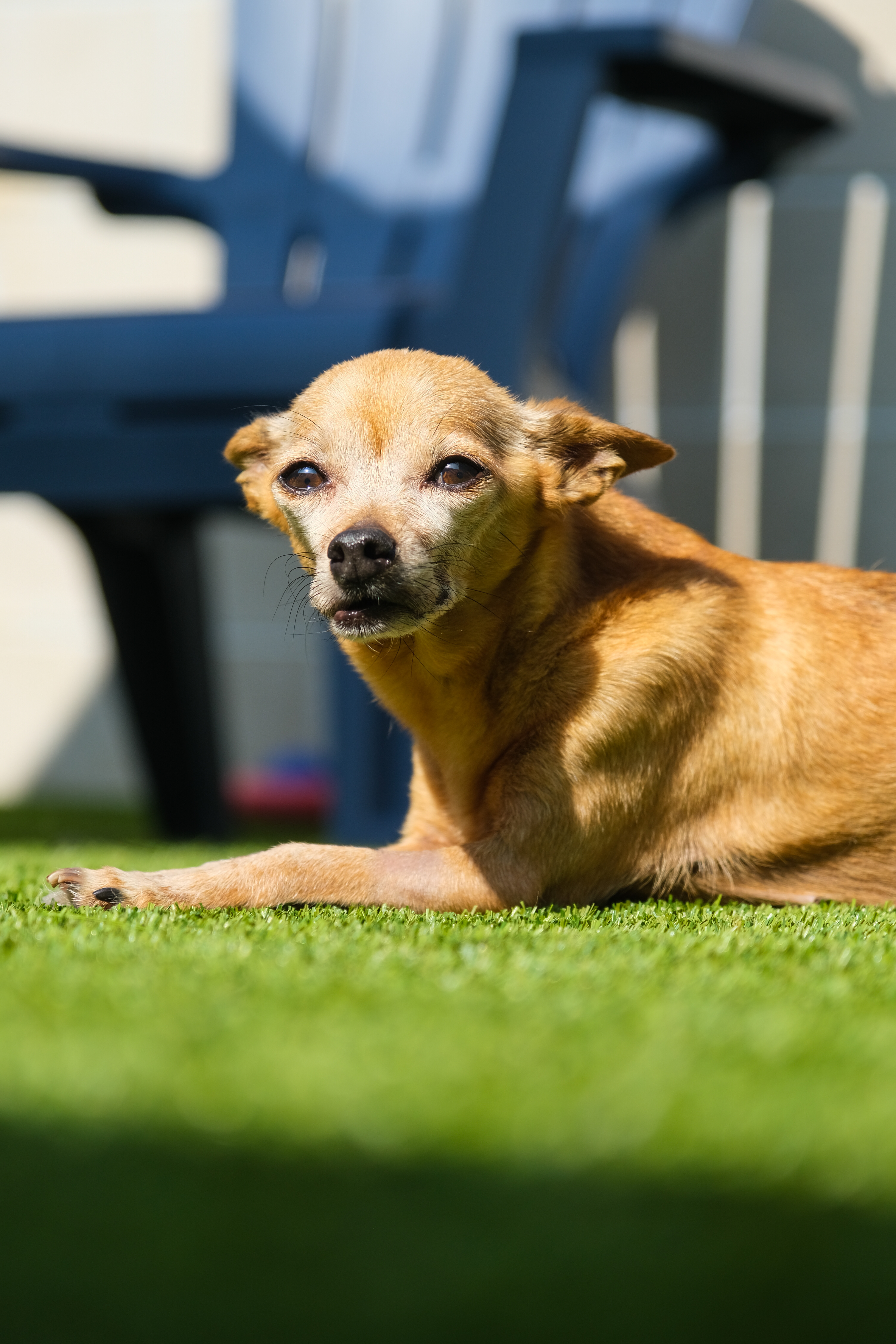 Enlarge Brooke, an adoptable Chihuahua in Newport Beach, CA image 5/5