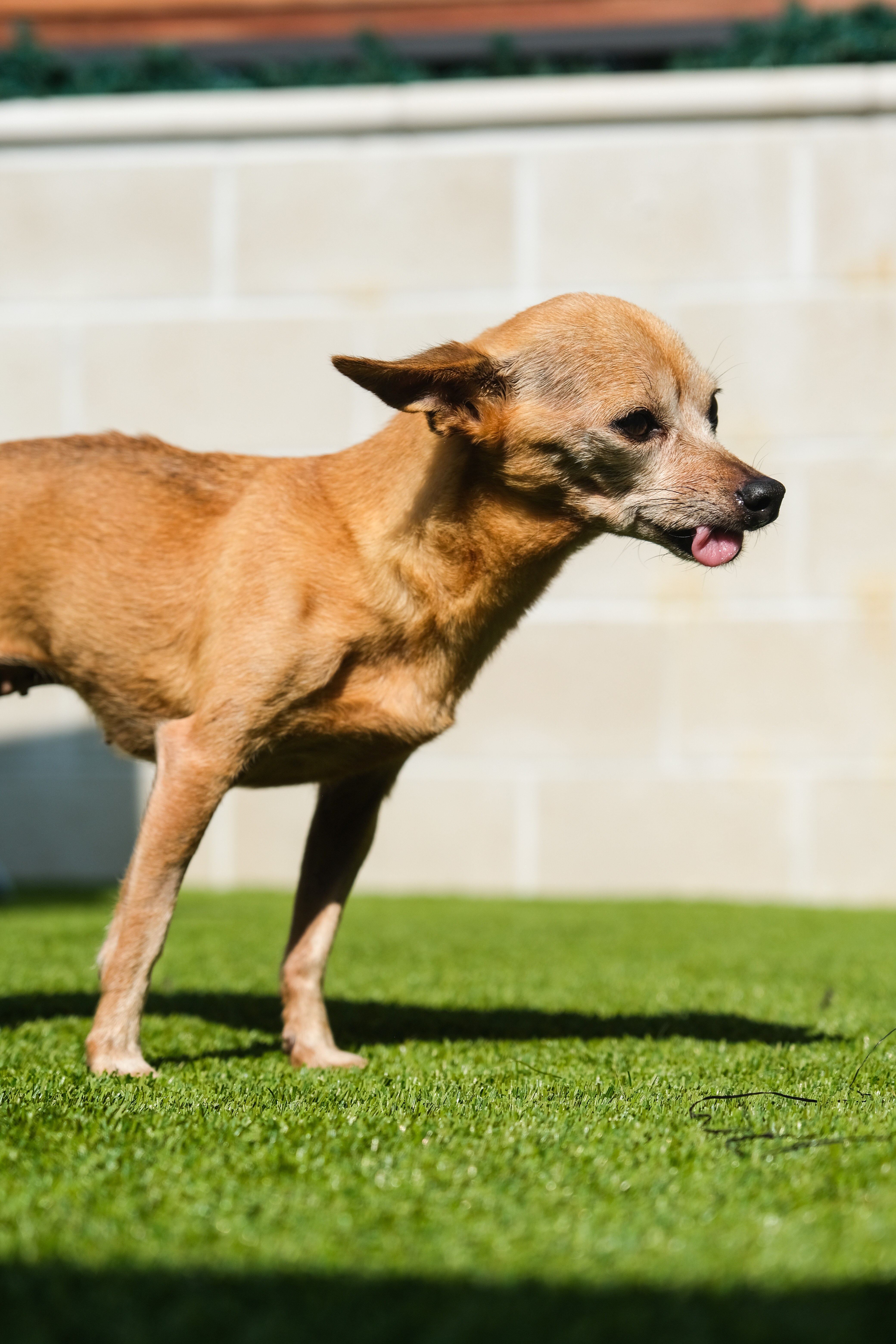 Enlarge Brooke, an adoptable Chihuahua in Newport Beach, CA image 3/5
