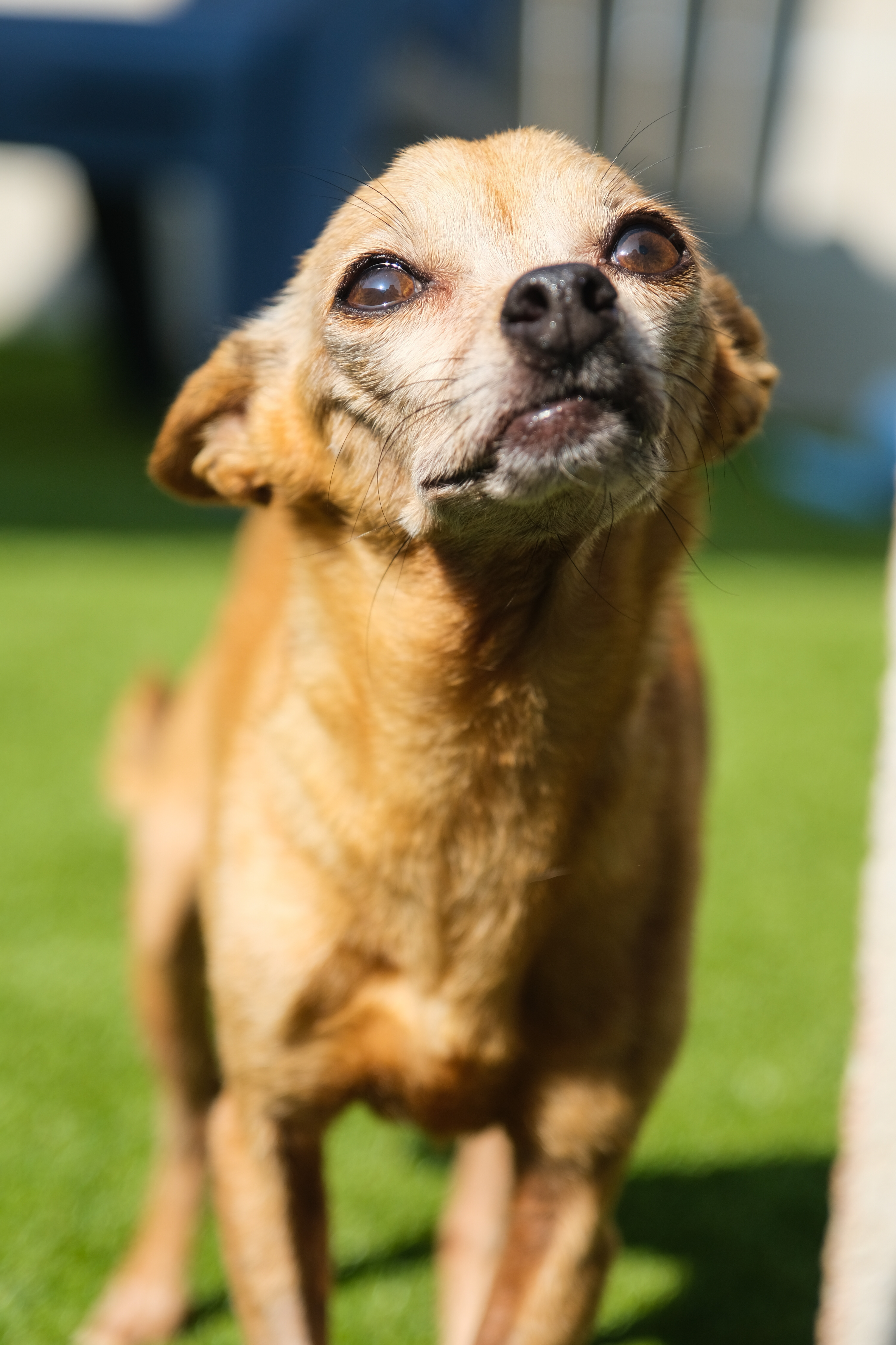 Enlarge Brooke, an adoptable Chihuahua in Newport Beach, CA image 4/5
