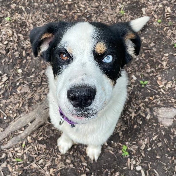 Enlarge Snoop, an adopted mixed breed in Spencer, IN image 3/3