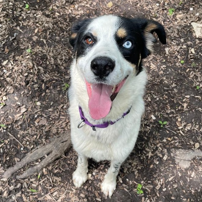 Snoop, adopted, Adult Male Australian Shepherd.