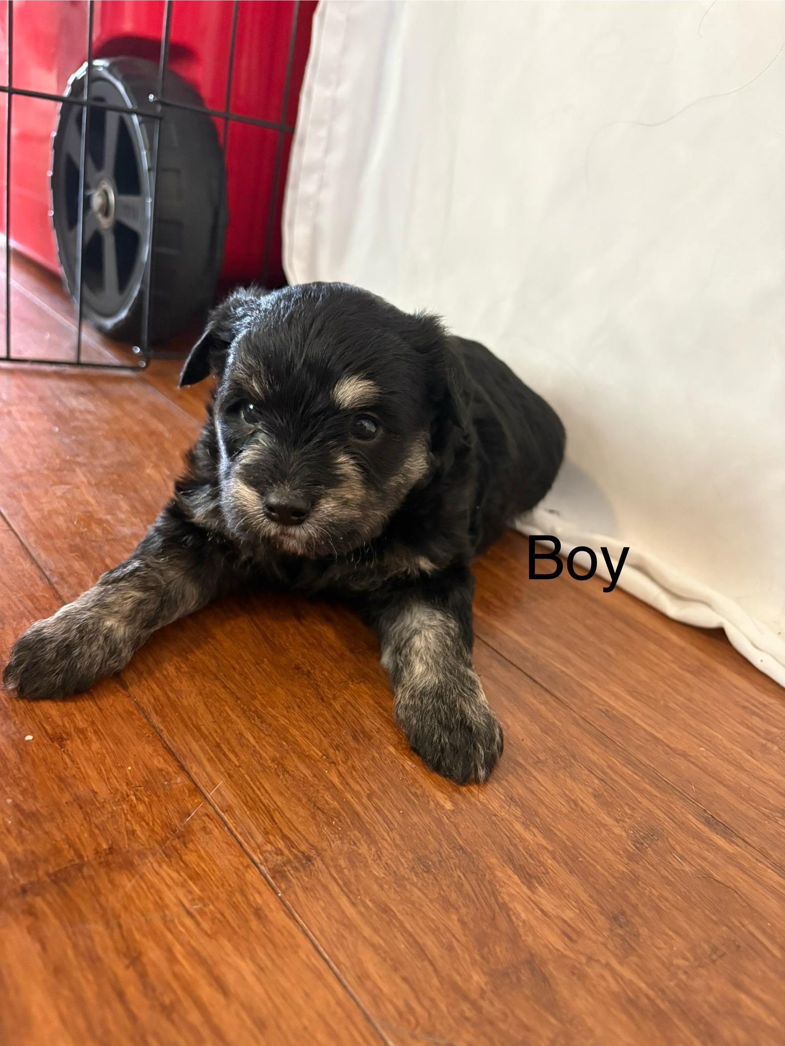 Rocky Road - Maltese puppy