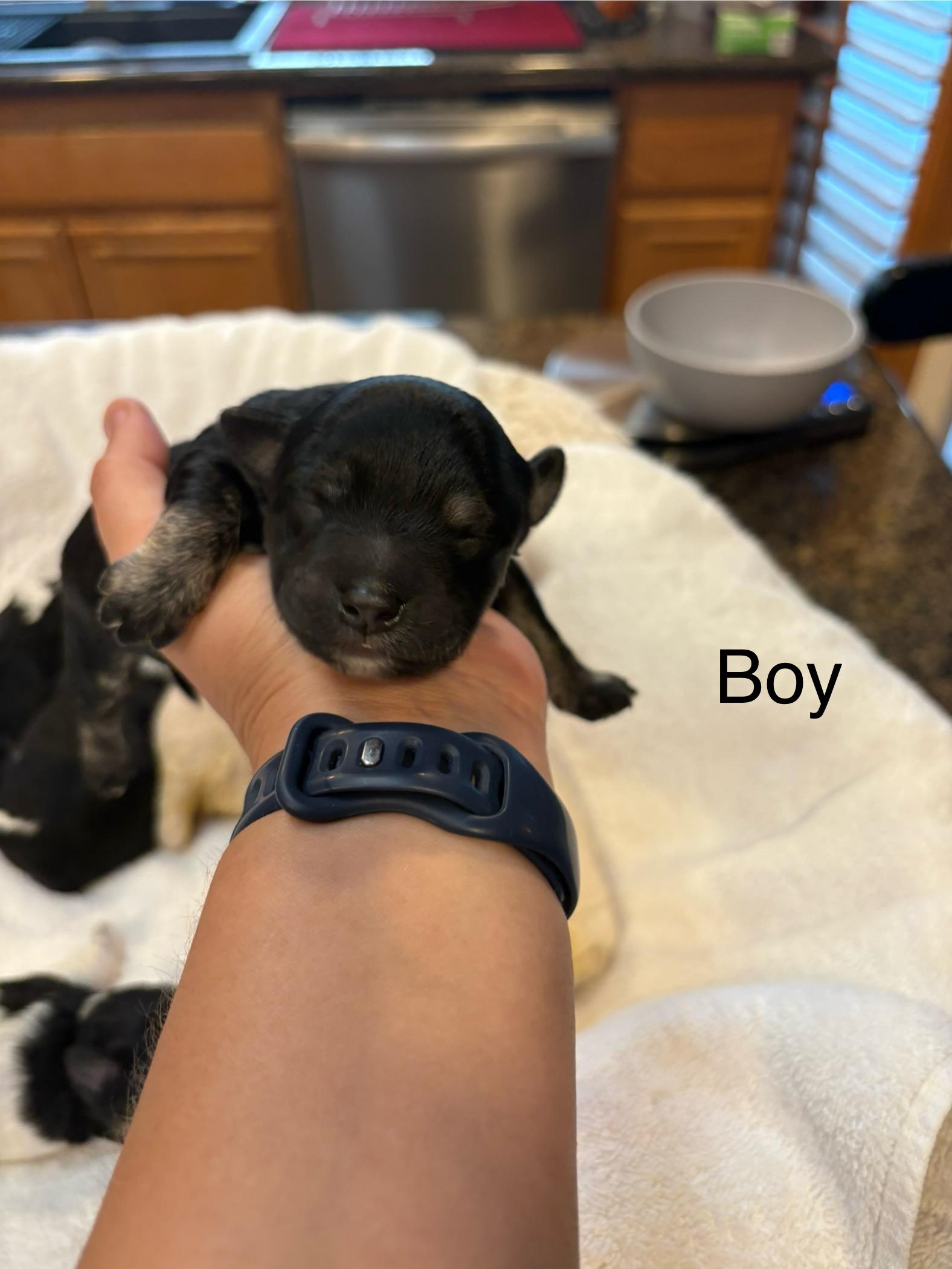 Rocky Road - Maltese puppy