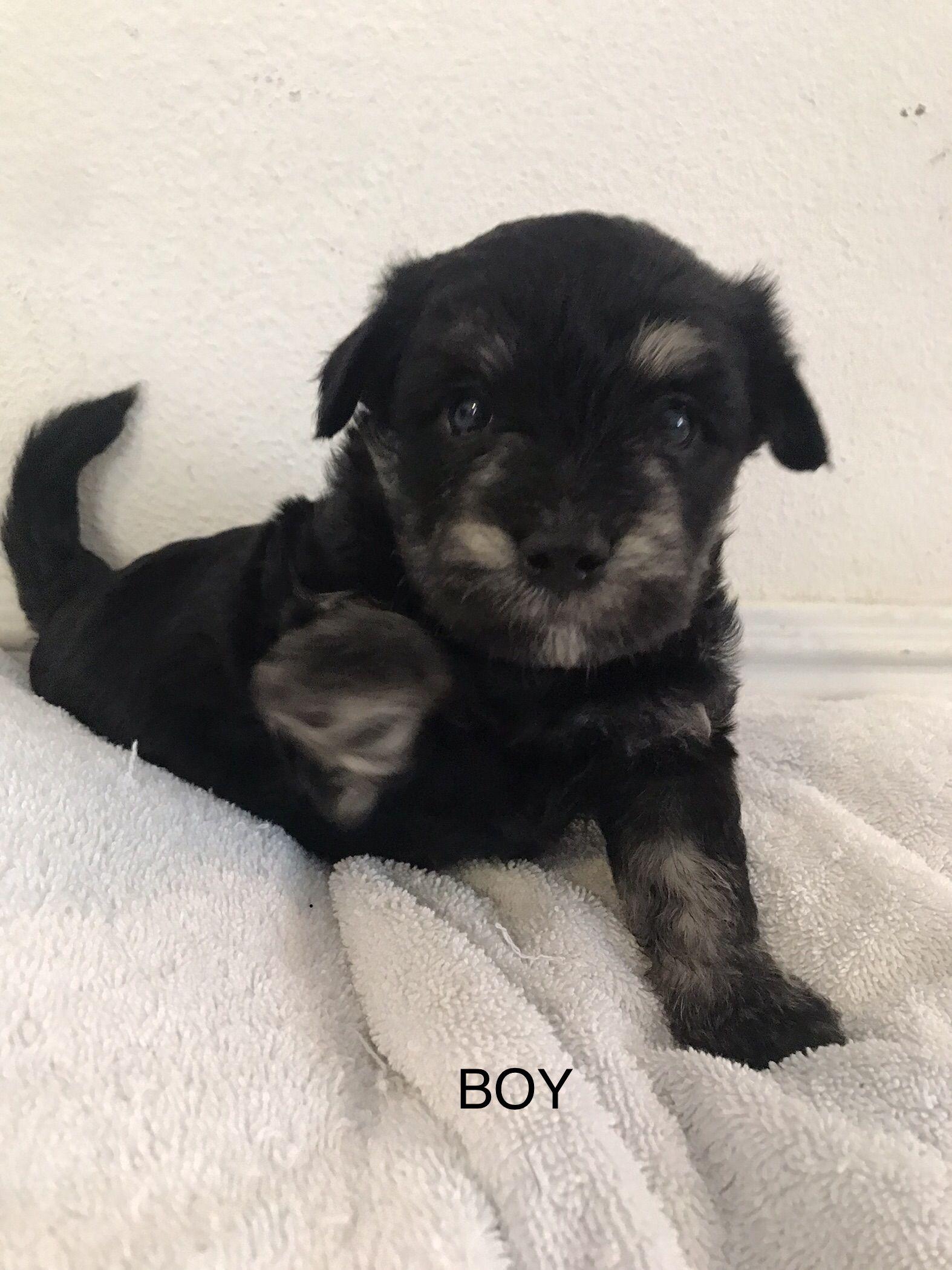 Rocky Road - Maltese puppy