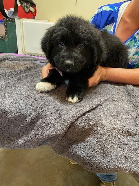 Jackson, Adopted, Puppy Male Newfoundland Dog & Border Collie.