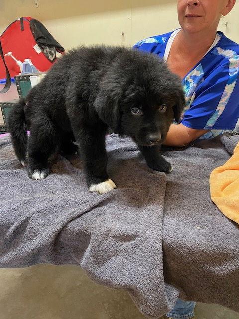 Enlarge Jackson, a Adopted mixed breed in Pueblo West, CO image 2/2
