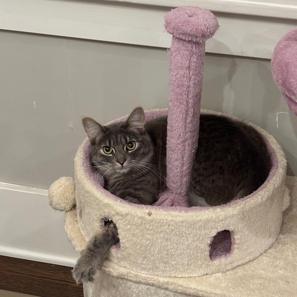 Tango — thumbnail 2