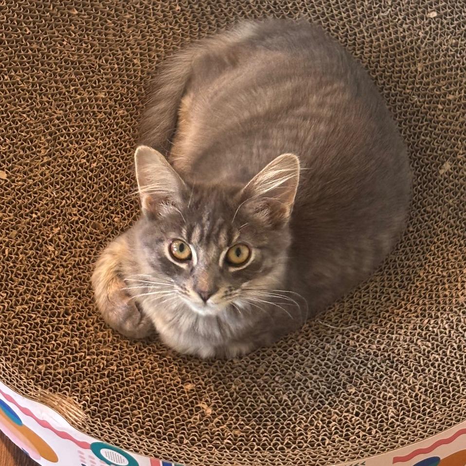 Tango — thumbnail 3