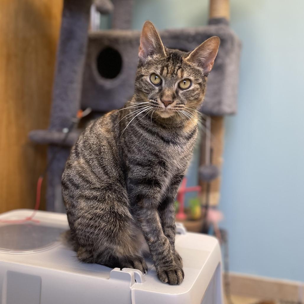 Nubbs, Adoptable, Adult Female Domestic Short Hair & Domestic Short Hair.