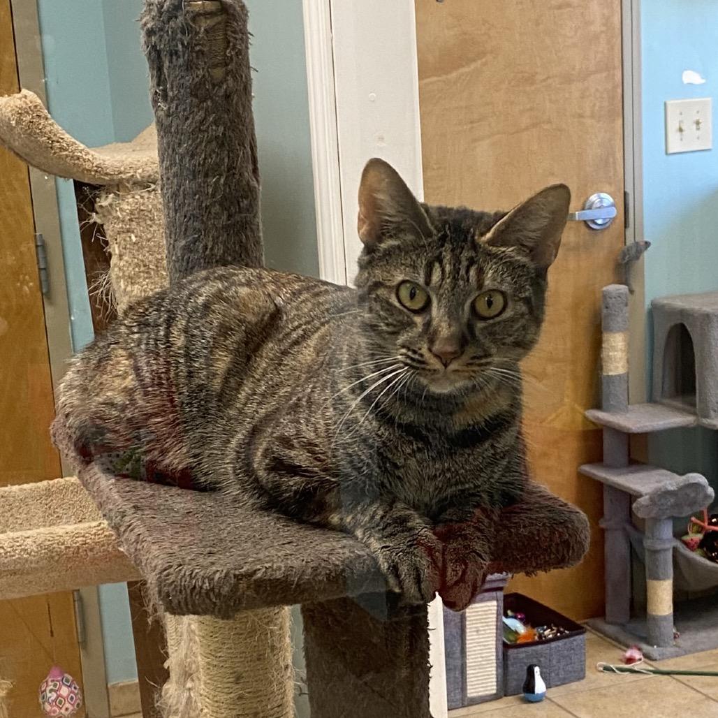 Nubbs, a Adoptable mixed breed in Columbus, GA image 2/4