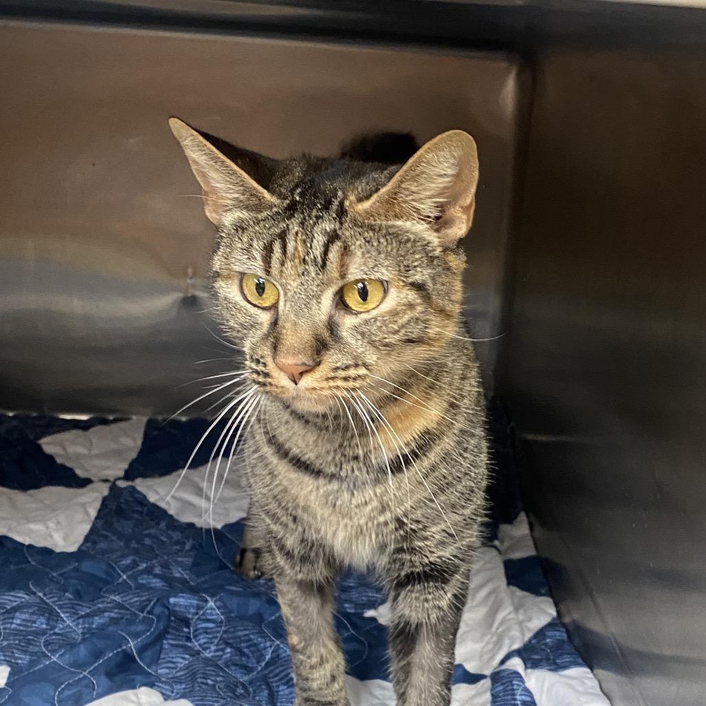 Nubbs, a Adoptable mixed breed in Columbus, GA image 4/4