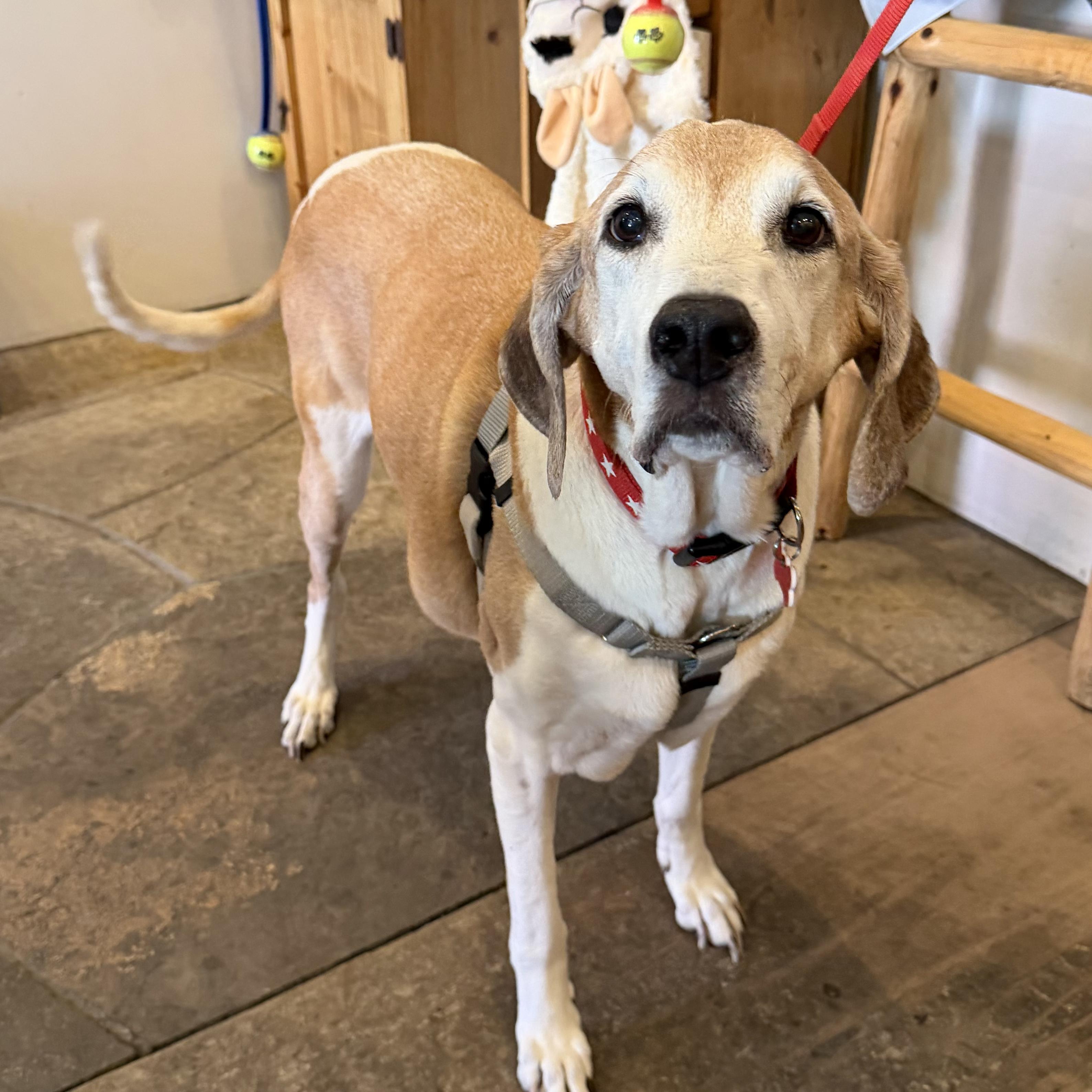 Bart, ADOPTABLE, Senior Male Hound & Beagle.