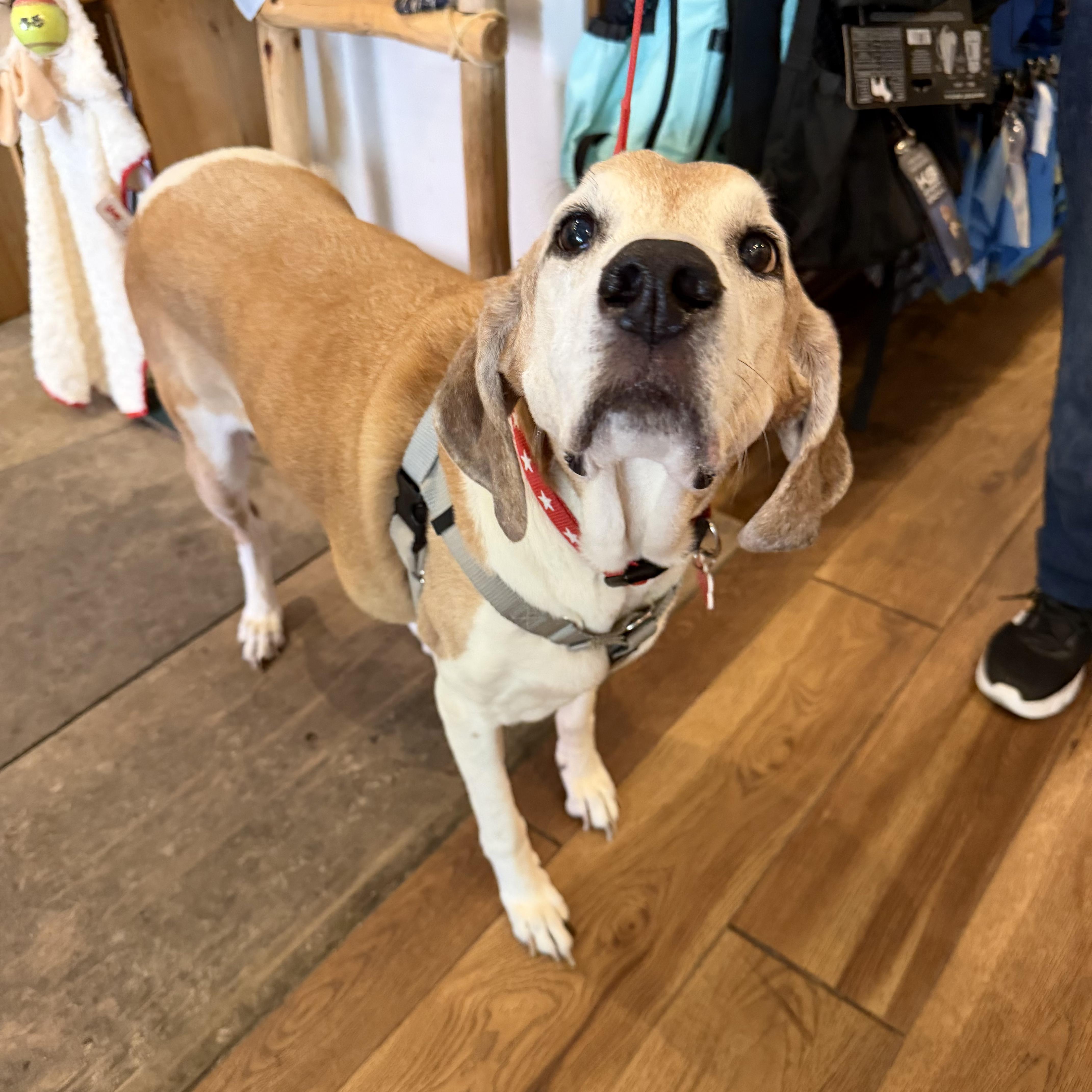 Enlarge Bart, a ADOPTABLE mixed breed in Boulder, CO image 5/6