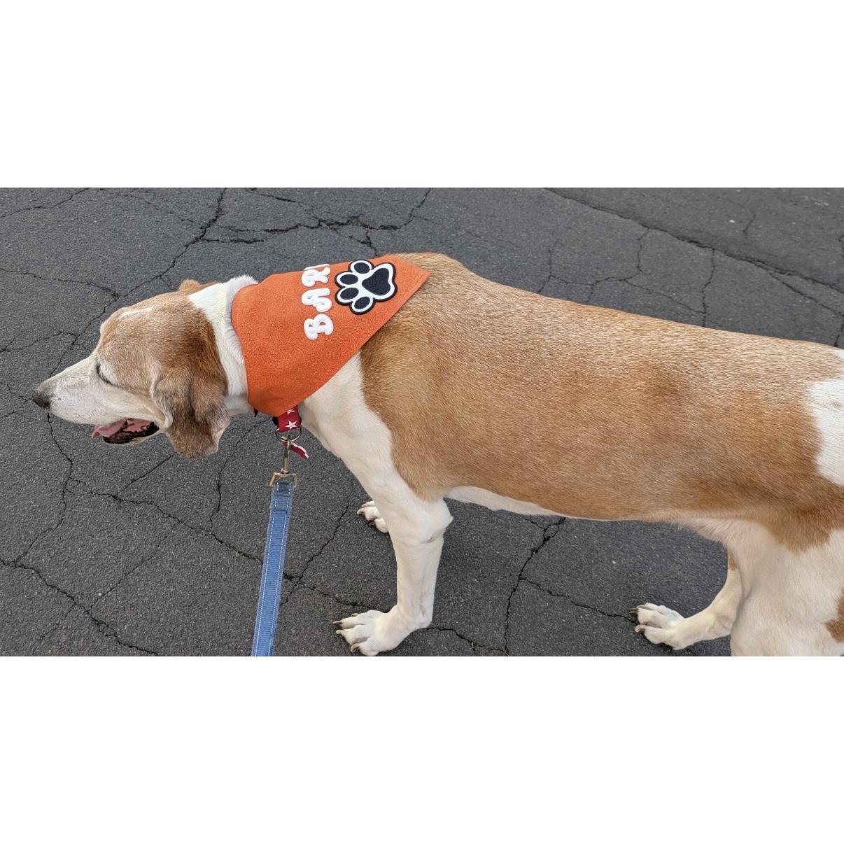 Enlarge Bart, a ADOPTABLE mixed breed in Boulder, CO image 6/6