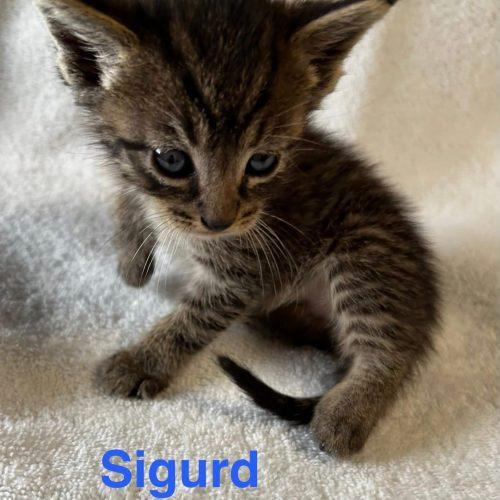Enlarge Sigurd, a Adoptable American Shorthair in Paulina, LA image 1/5