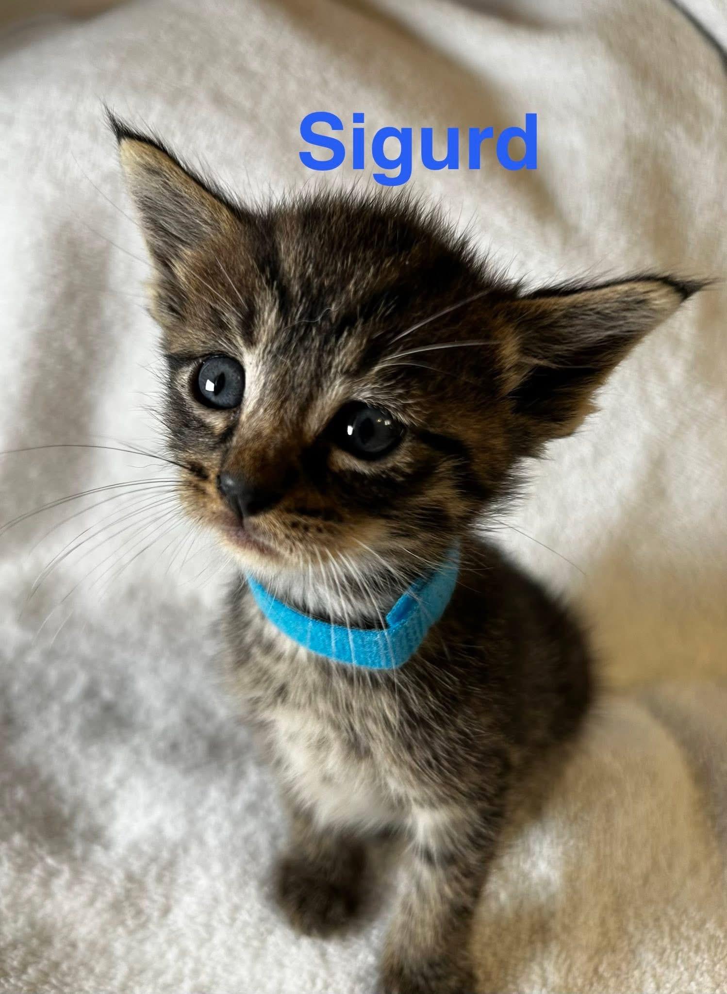 Enlarge Sigurd, a Adoptable American Shorthair in Paulina, LA image 2/5