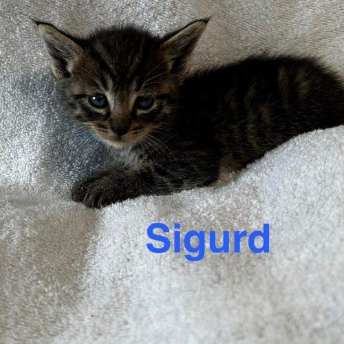 Enlarge Sigurd, a Adoptable American Shorthair in Paulina, LA image 3/5