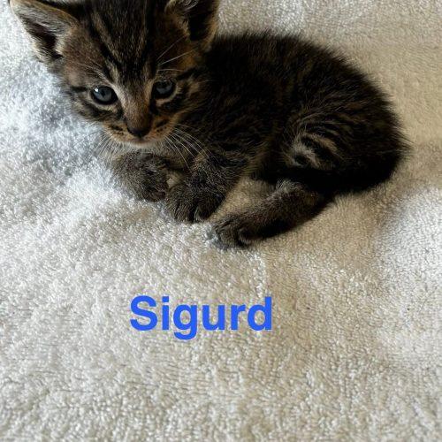 Enlarge Sigurd, a Adoptable American Shorthair in Paulina, LA image 4/5