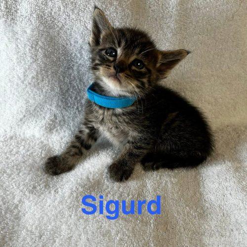Enlarge Sigurd, a Adoptable American Shorthair in Paulina, LA image 5/5
