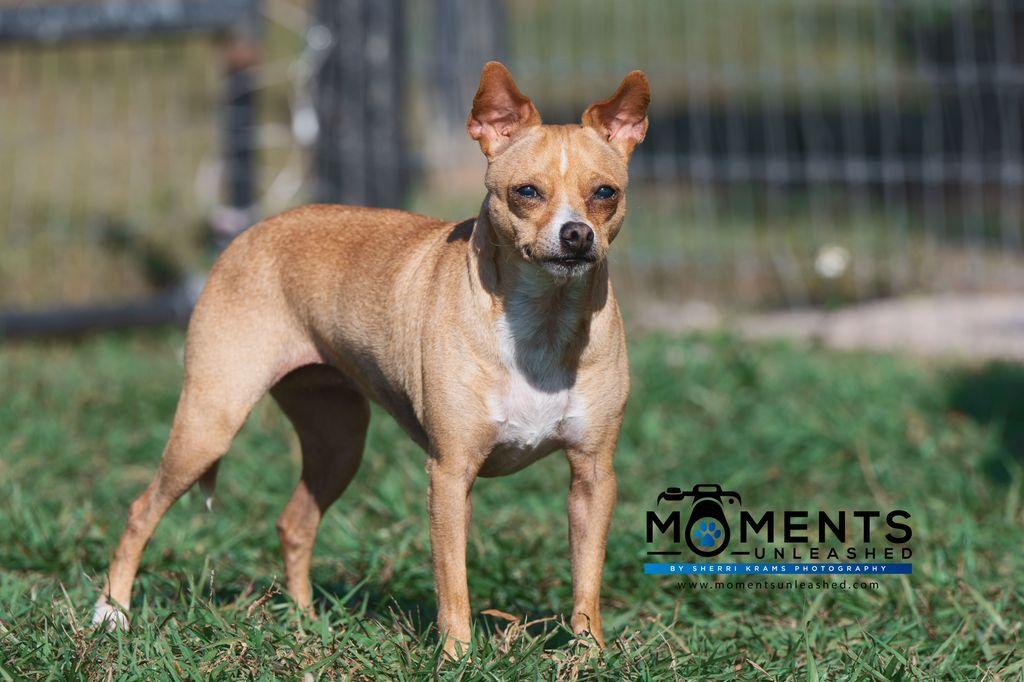 Pandora, a Adoptable mixed breed in Myakka City, FL image 2/2