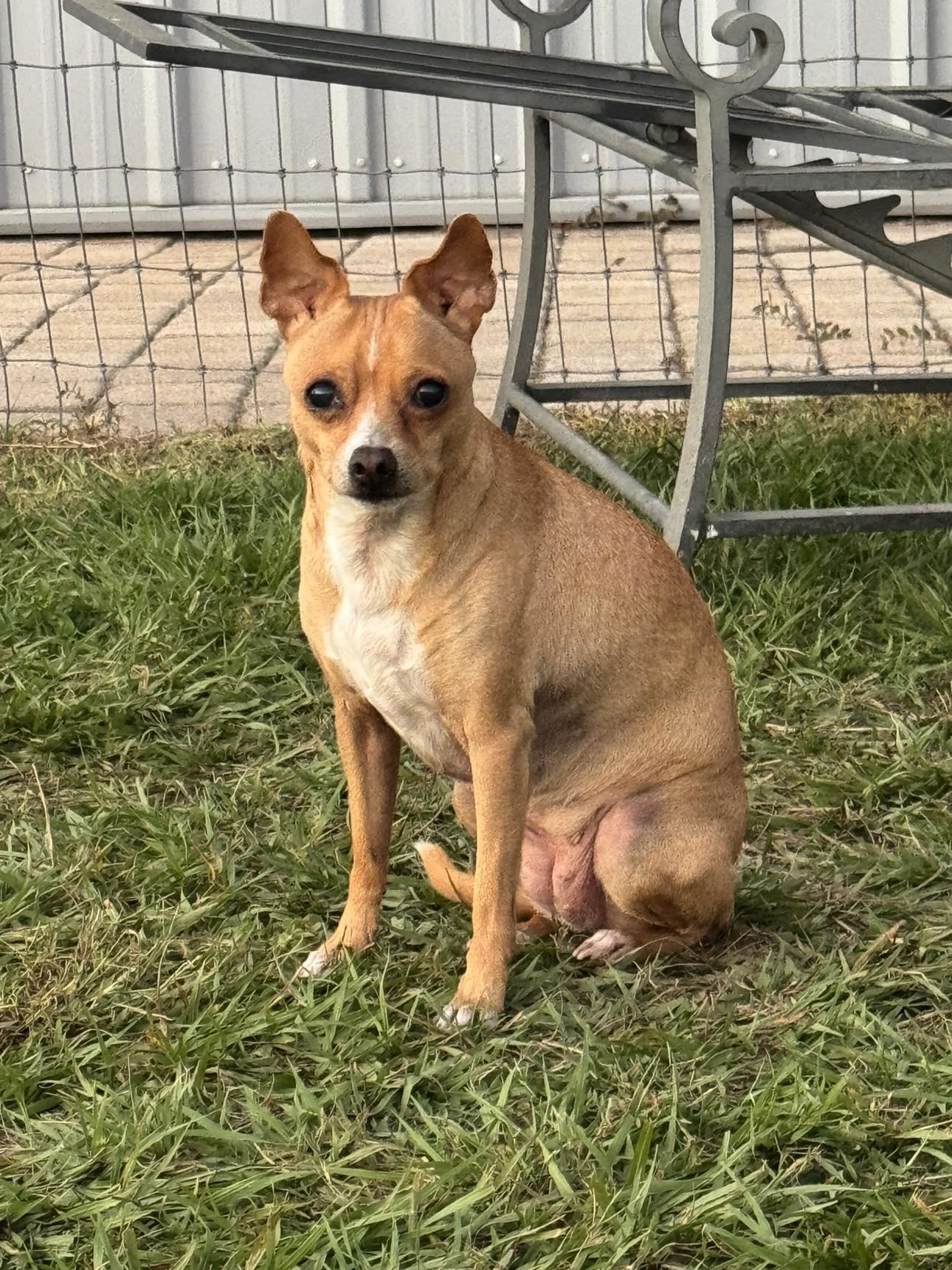 Pandora, a Adoptable mixed breed in Myakka City, FL image 1/2