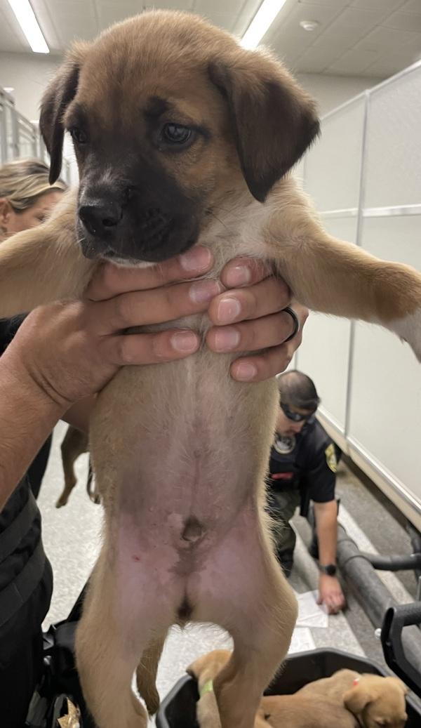 Saint, Adoptable, Puppy Male Shepherd.