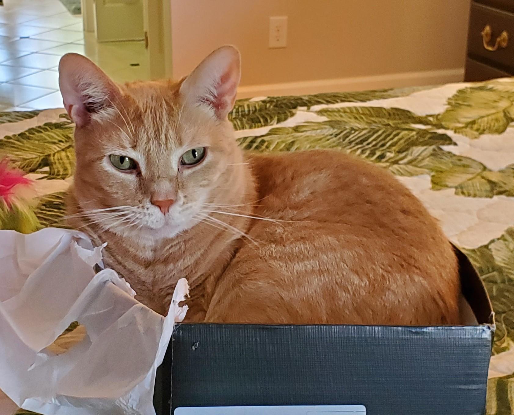 Enlarge LUANNA, a ADOPTABLE mixed breed in Wilmington, NC image 2/2