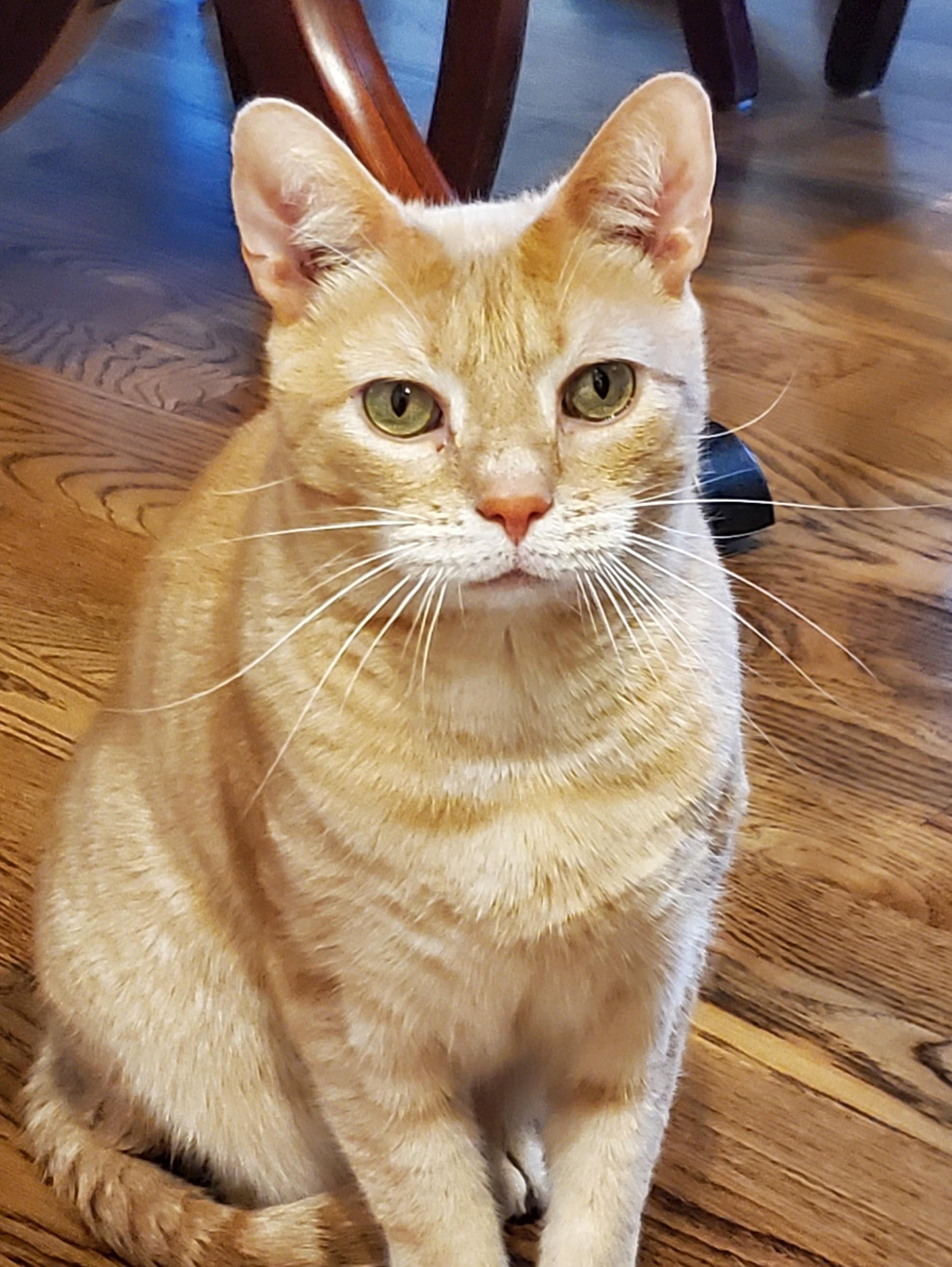 LUANNA, ADOPTABLE, Adult Female Abyssinian.