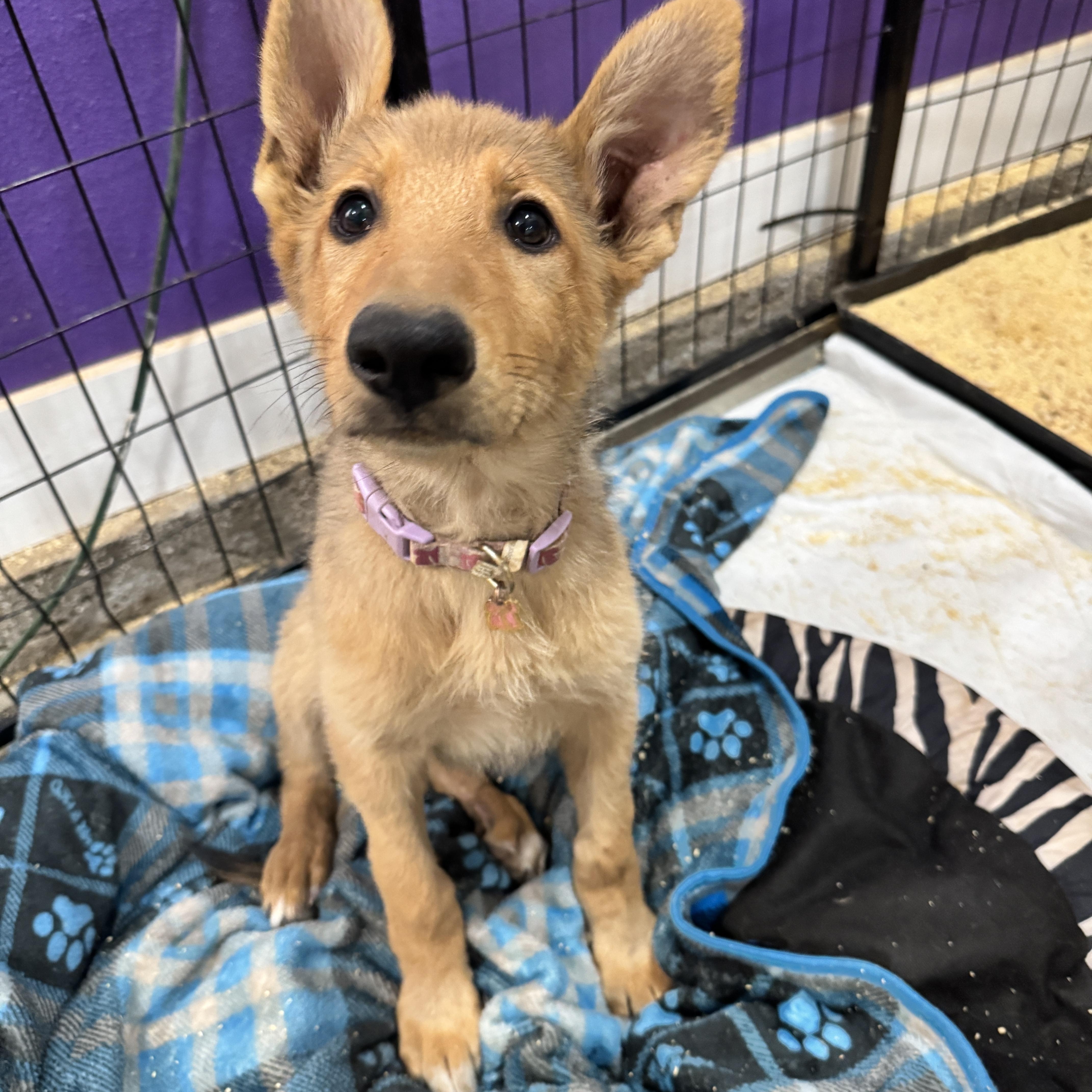 Enlarge Rosemary, a Adoptable mixed breed in Perris, CA image 2/5