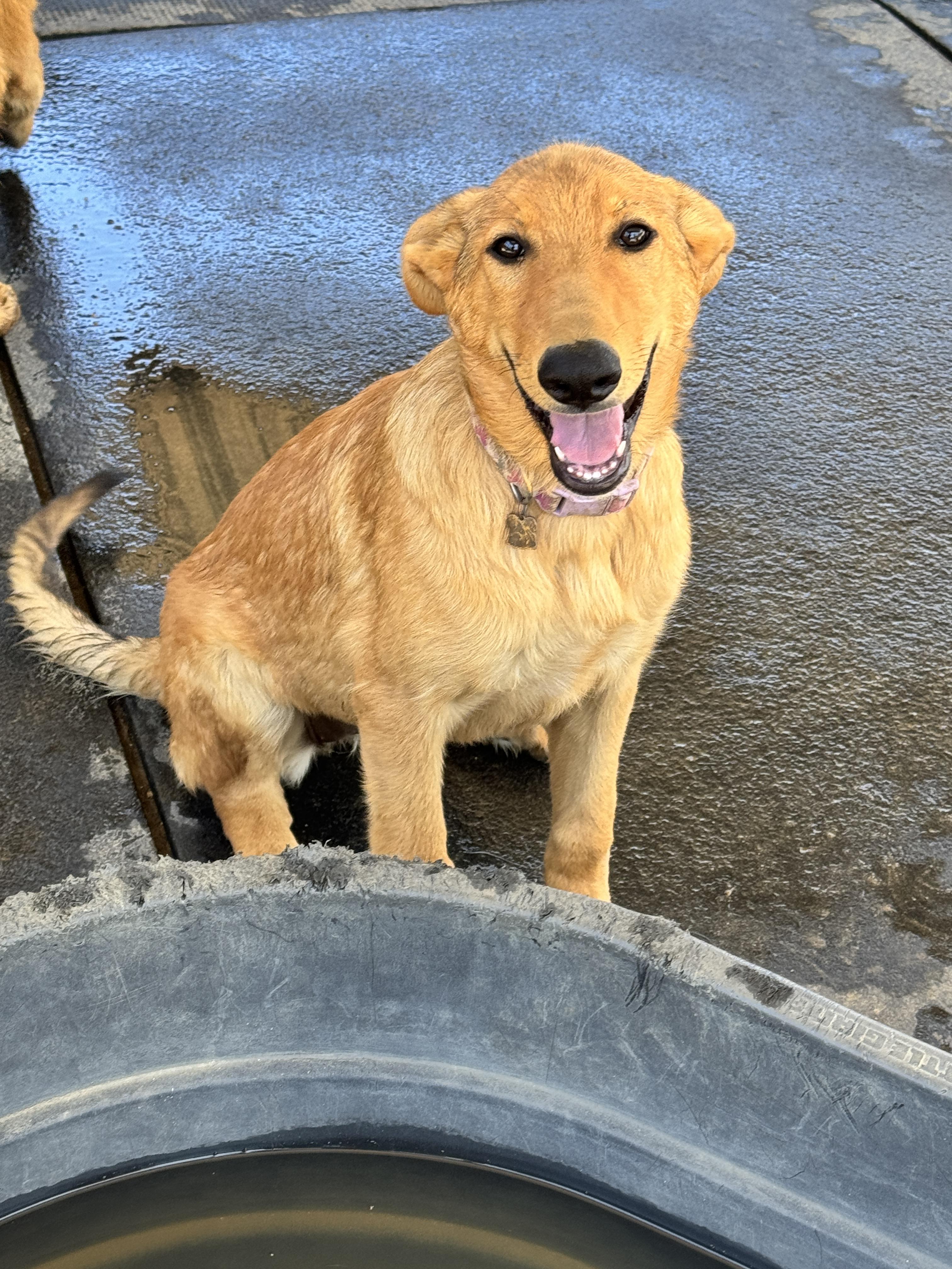 Enlarge Rosemary, a Adoptable mixed breed in Perris, CA image 5/5