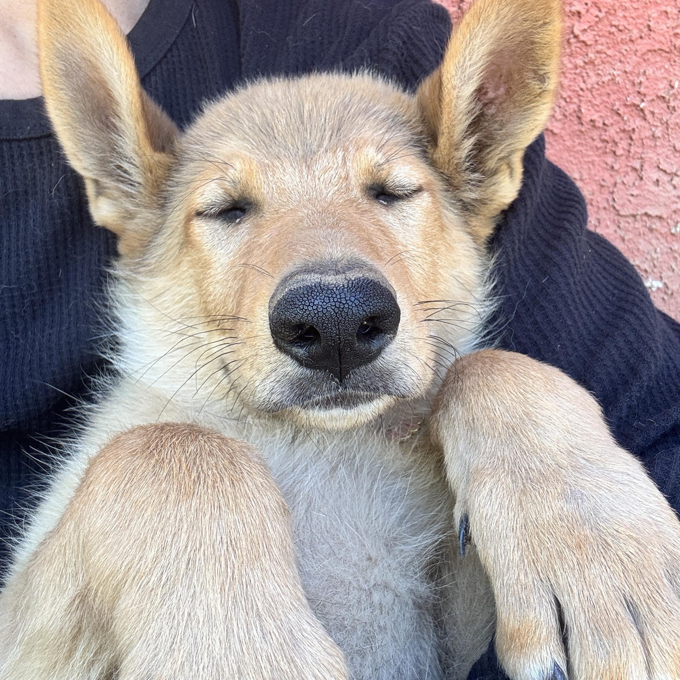 Enlarge Rosemary, a Adoptable mixed breed in Perris, CA image 3/5