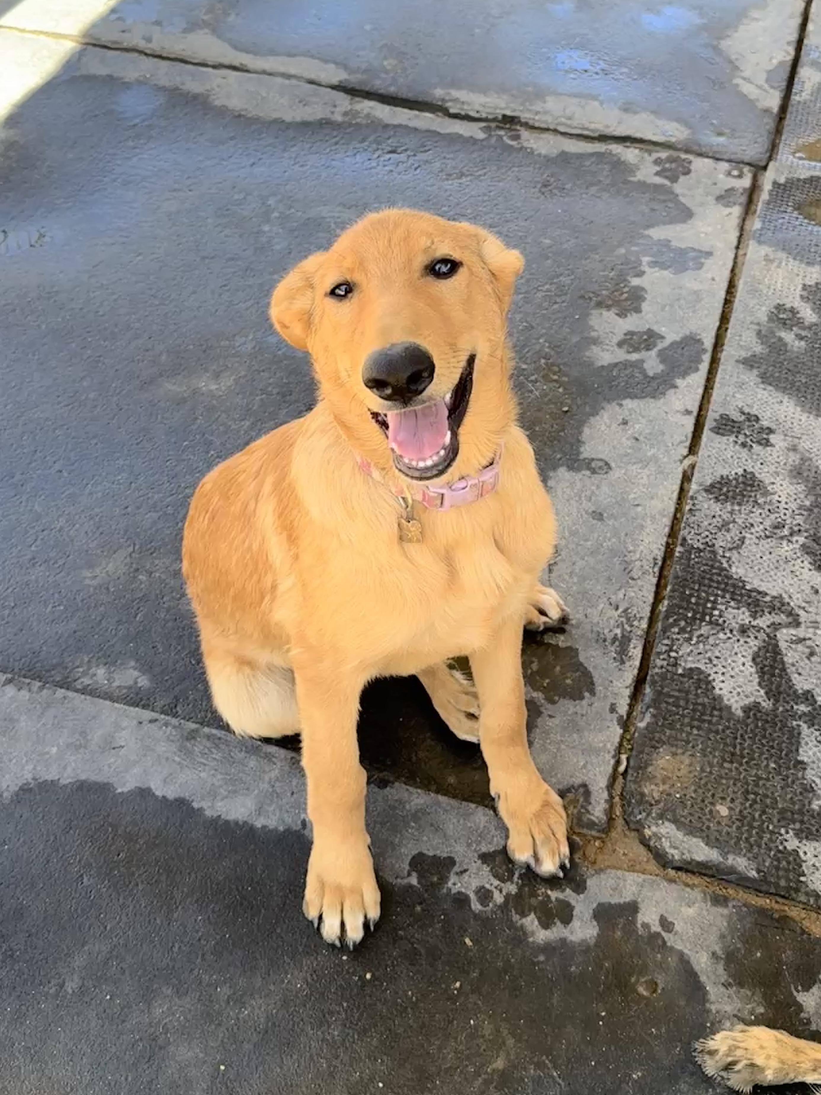 Rosemary, Adoptable, Puppy Female Golden Retriever & German Shepherd Dog.