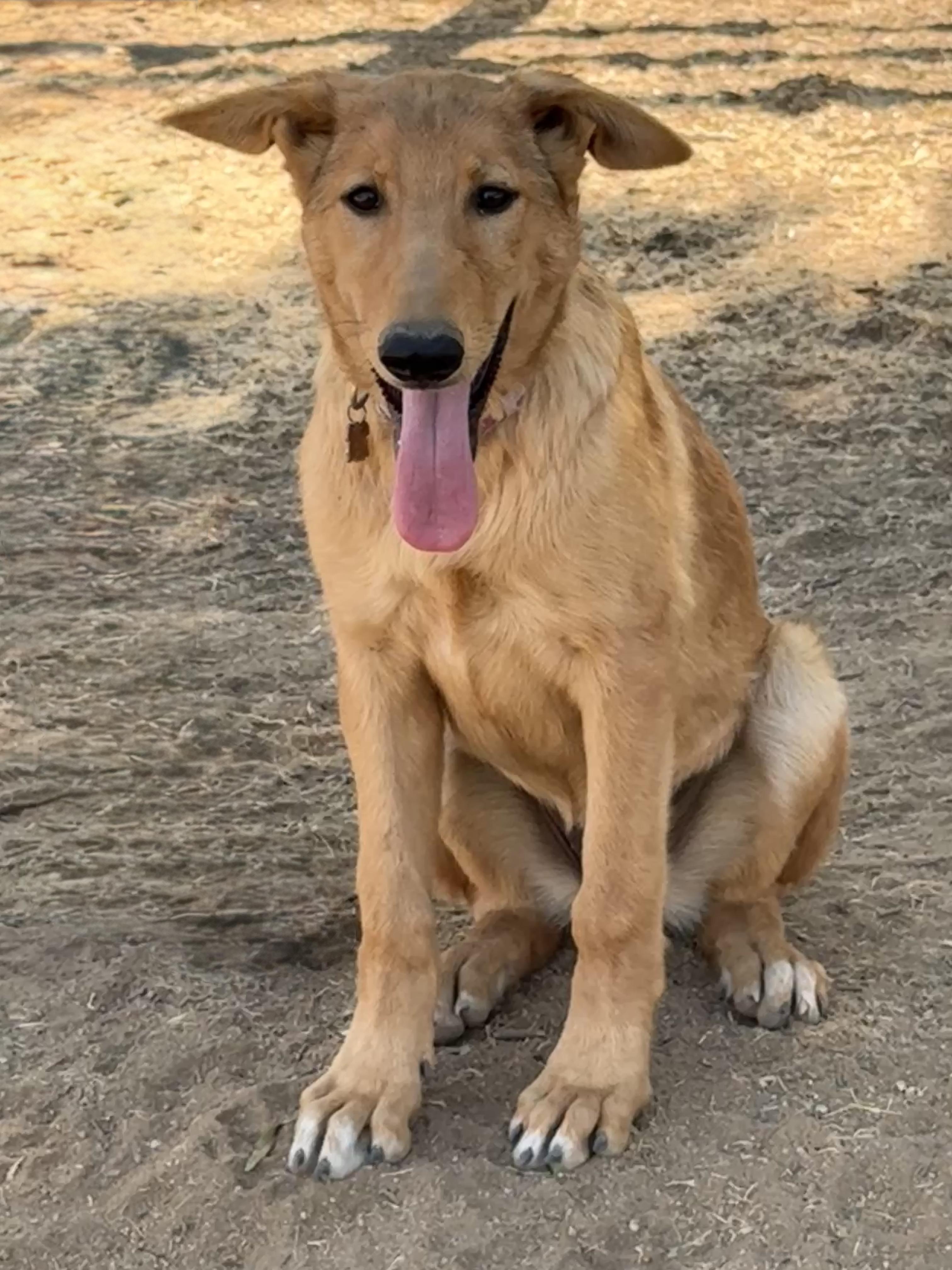 Enlarge Rosemary, a Adoptable mixed breed in Perris, CA image 4/5
