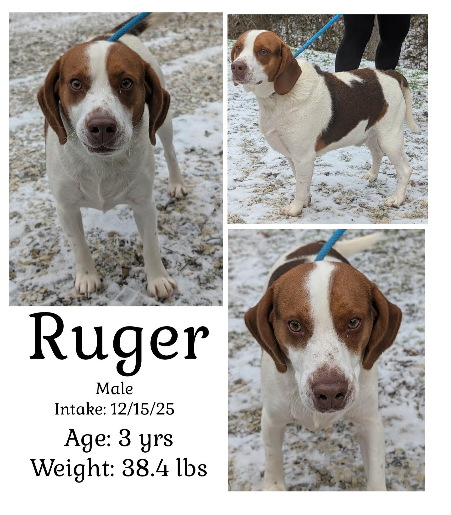 Ruger, ADOPTABLE, Adult Male Beagle.