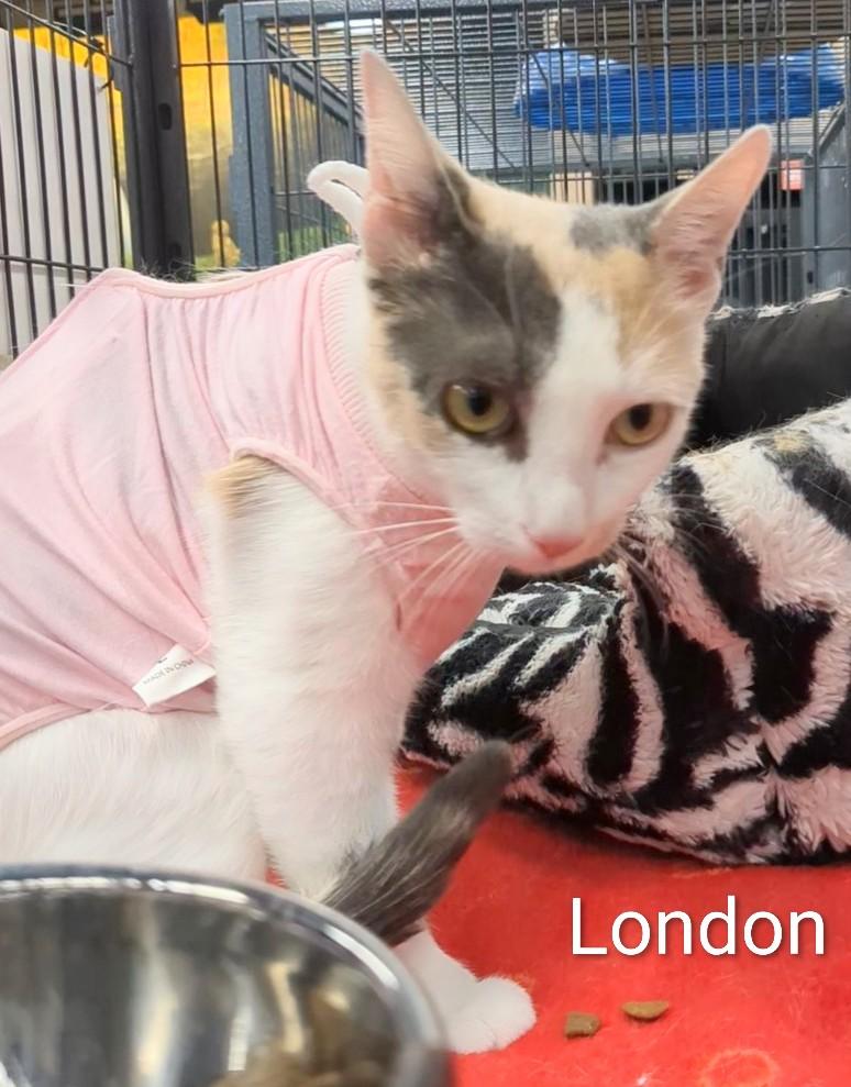 Enlarge London, a Adoptable Domestic Short Hair in St Catharines, ON image 1/1