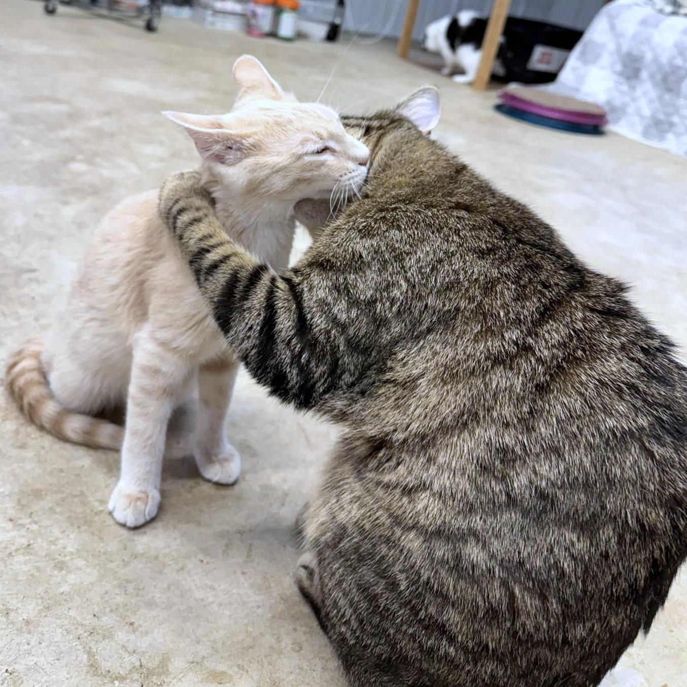 Enlarge Eli & Sturgill, a ADOPTABLE Domestic Short Hair in Pittsburgh, PA image 4/5