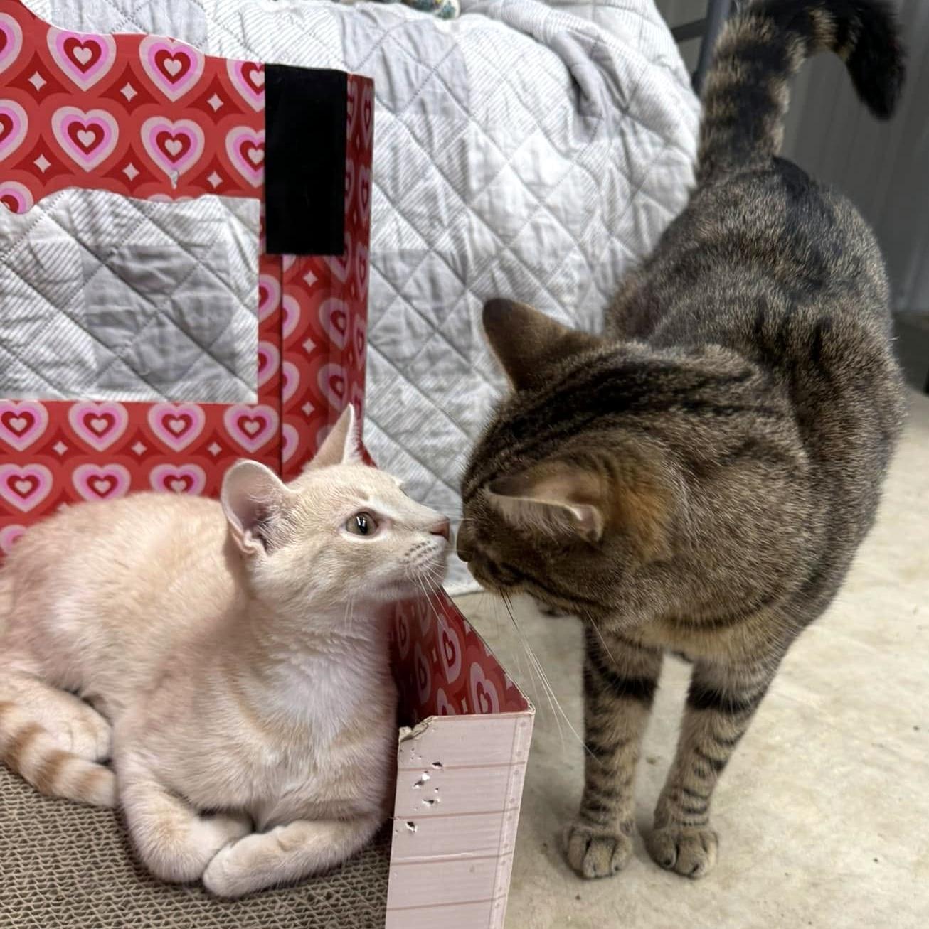 Enlarge Eli & Sturgill, a ADOPTABLE Domestic Short Hair in Pittsburgh, PA image 5/5