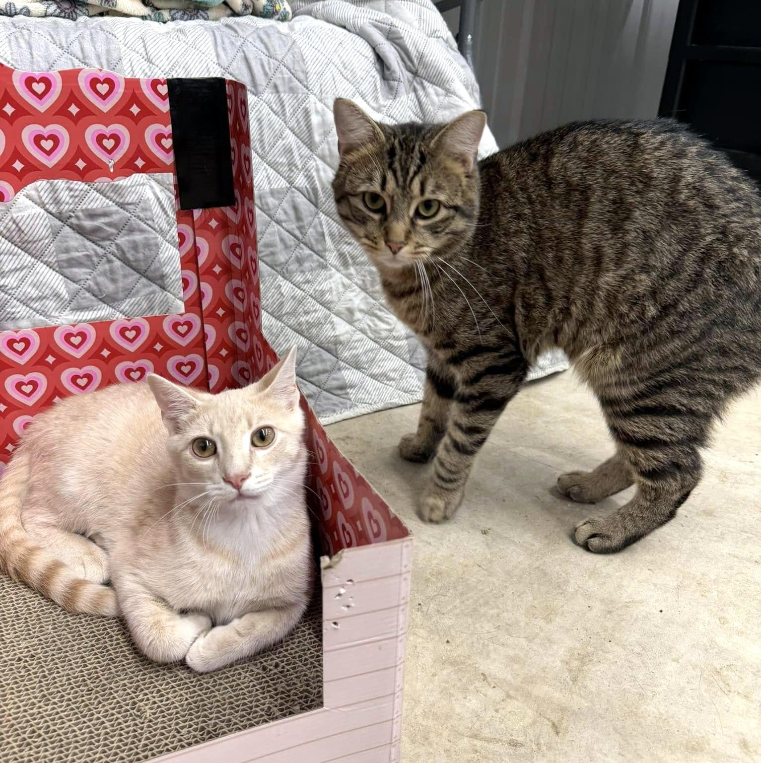 Enlarge Eli & Sturgill, a ADOPTABLE Domestic Short Hair in Pittsburgh, PA image 2/5