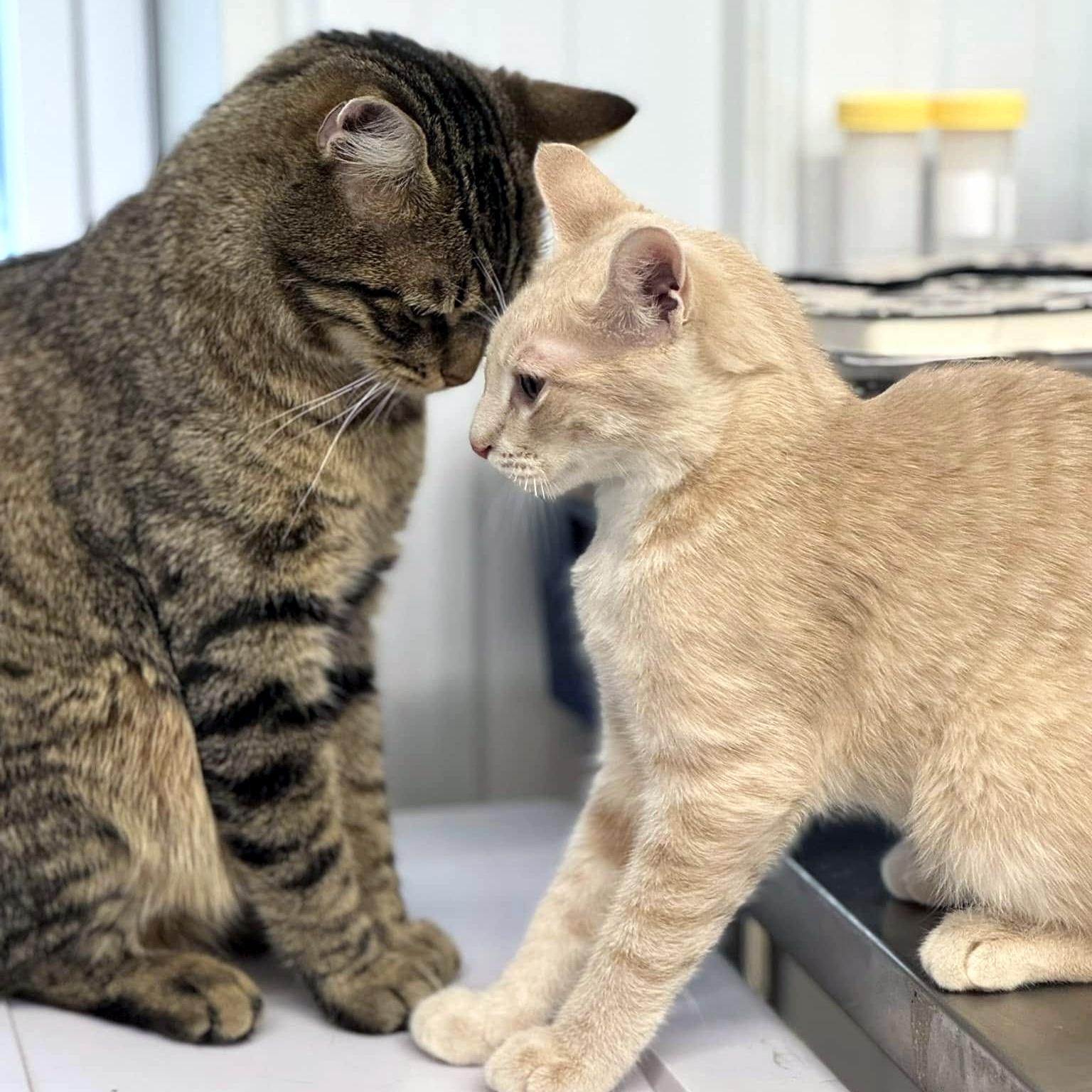 Enlarge Eli & Sturgill, a ADOPTABLE Domestic Short Hair in Pittsburgh, PA image 3/5