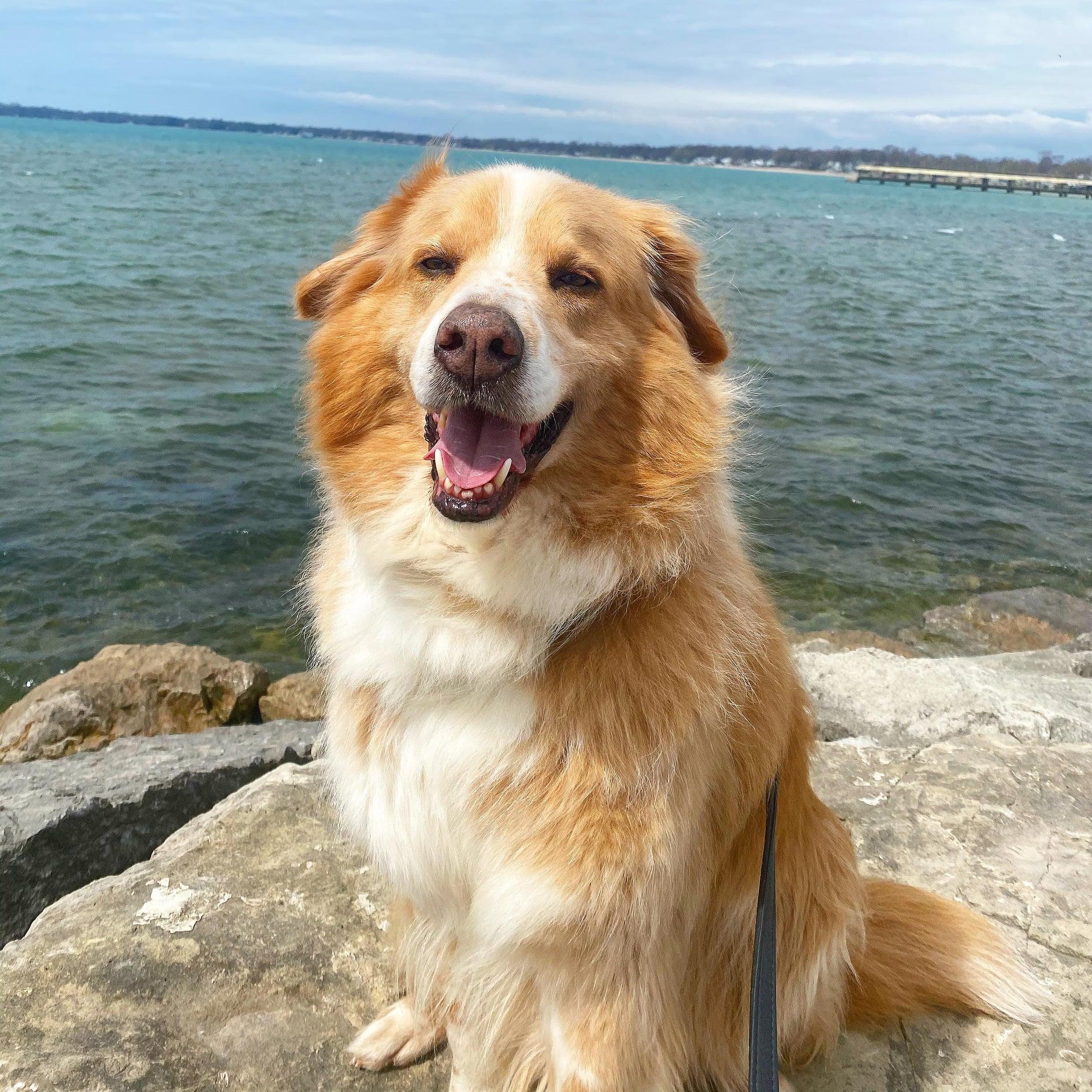 Ajax (20190921-01), an adoptable Australian Shepherd in Ridgeway, ON, L0S 1N0 | Photo Image 4