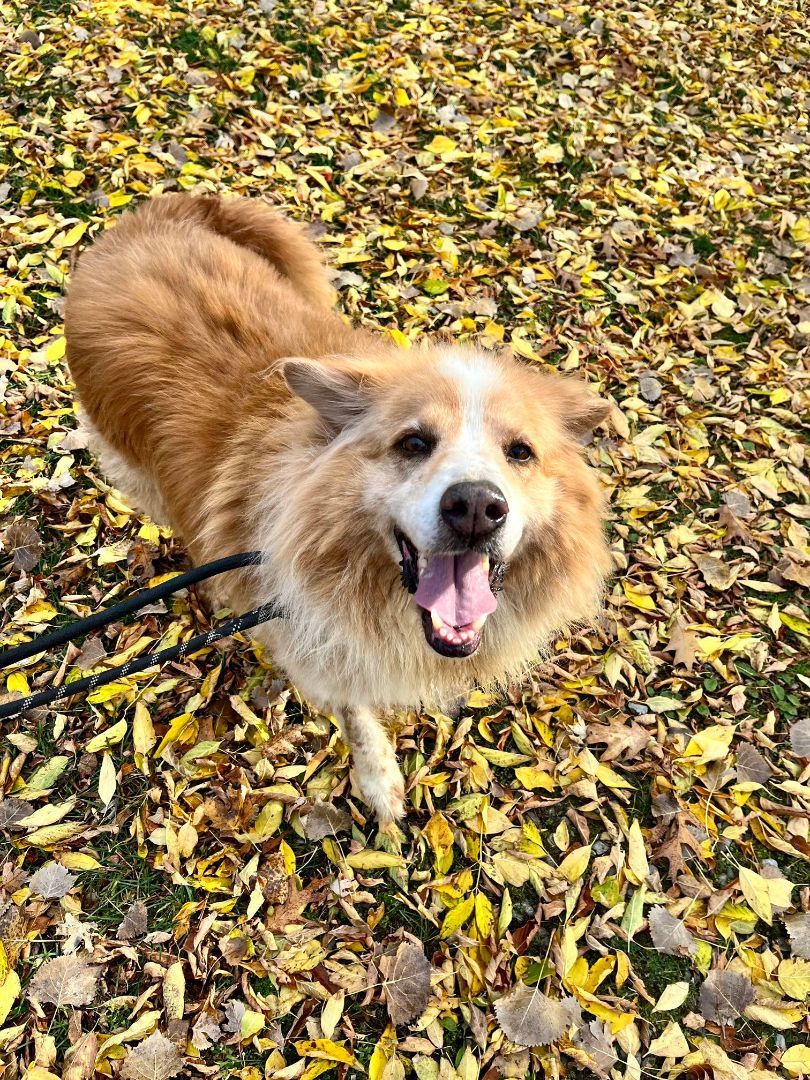 Ajax (20190921-01), Adult Male Australian Shepherd