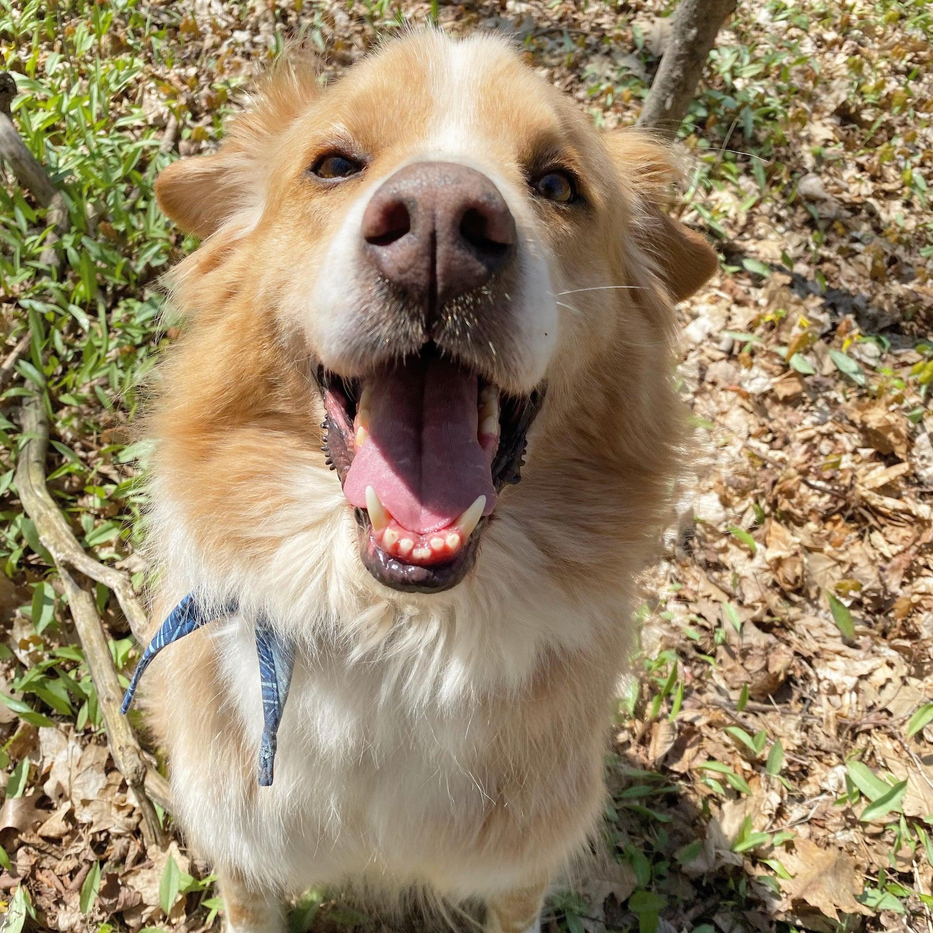 Ajax (20190921-01), a Adoptable mixed breed in Ridgeway, ON image 6/6