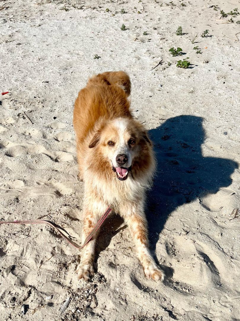 Ajax (20190921-01), a Adoptable mixed breed in Ridgeway, ON image 1/6