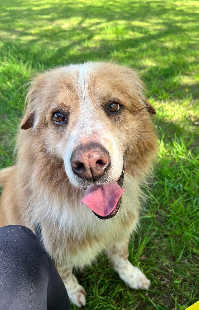 Ajax (20190921-01), a Adoptable mixed breed in Ridgeway, ON image 4/6